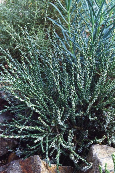 Ozothamnus selago var macrophyllum en fleurs sur les éboulis alpins de Nouvelle-Zélande